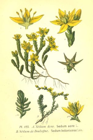 ŽIREK - šumski čovjek i dobri duh zagorskih brega